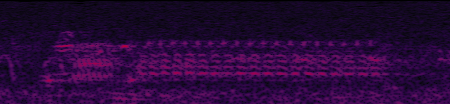 Red-winged Blackbird song